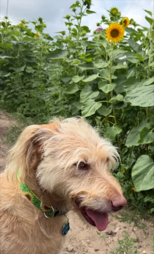 Enjoying the sun and sunflowers
